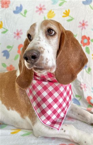 Raspberry Plaid Bandana