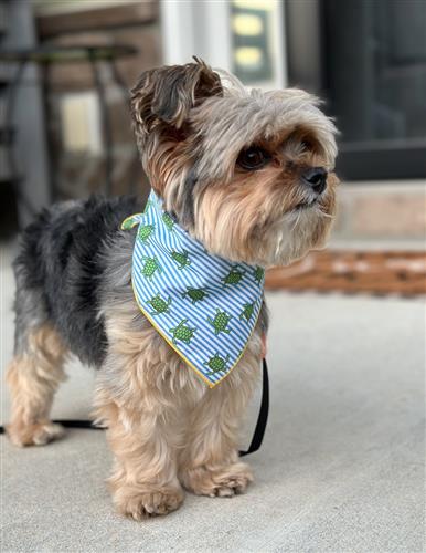 Baby Turtle Bandana – Sit Stay 30A
