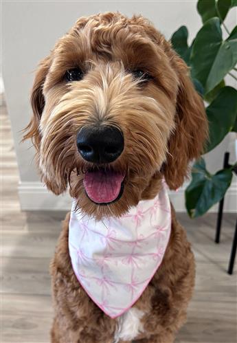 Bow Bandana