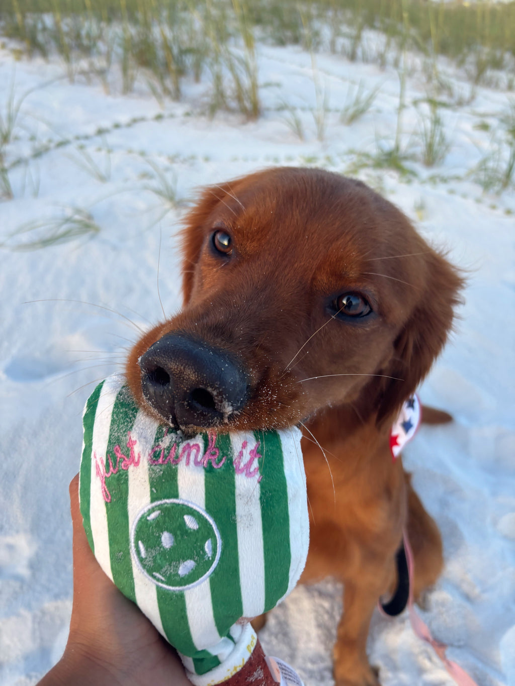 Green Stripe Pickleball Paddle Toy